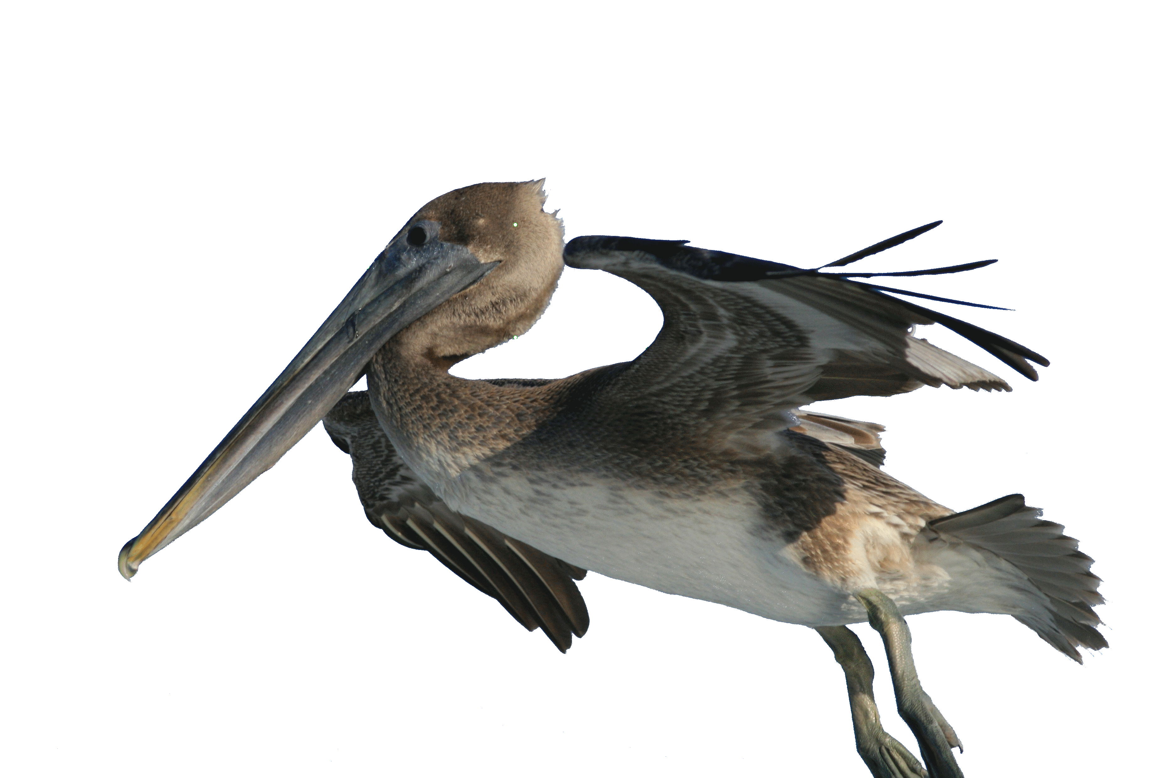File:pelecanus Occidentalis And Fishing Hook 2.png - Brown Pelican, Transparent background PNG HD thumbnail