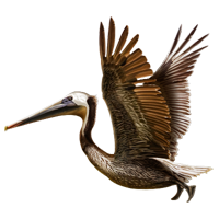 Huge Item Brownpelican 01 - Brown Pelican, Transparent background PNG HD thumbnail