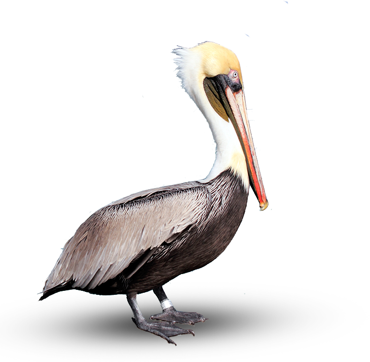 Pelican - Brown Pelican, Transparent background PNG HD thumbnail