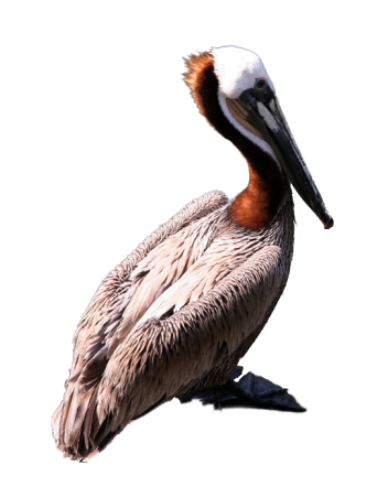 Pelican.png - Brown Pelican, Transparent background PNG HD thumbnail