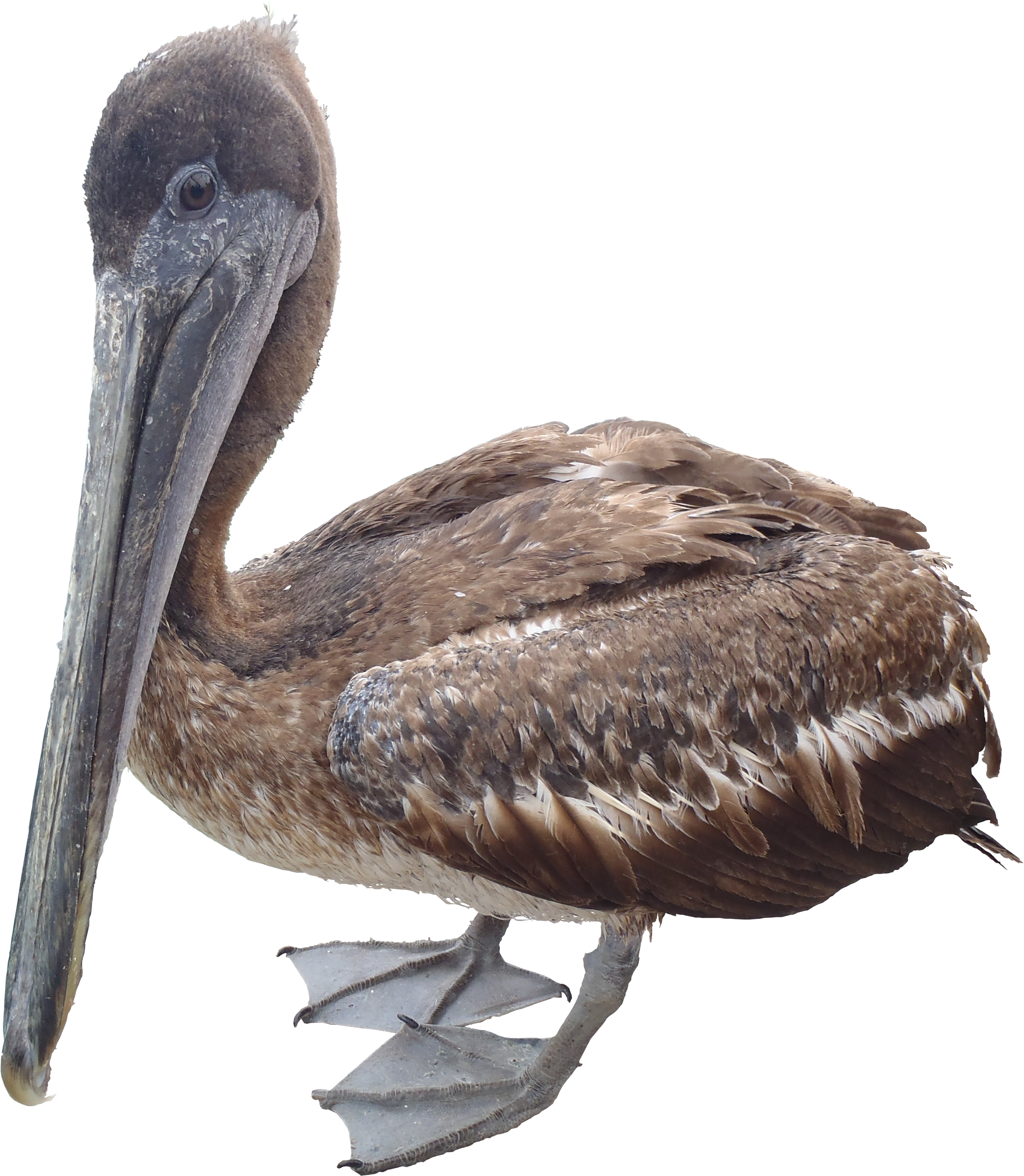 Brown Pelican Png - Pelican Png Texture, Transparent background PNG HD thumbnail