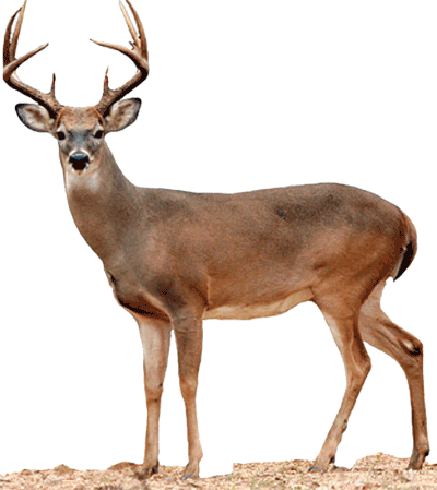 Buck Deer Png - 2015 Wv Buck Season, Transparent background PNG HD thumbnail