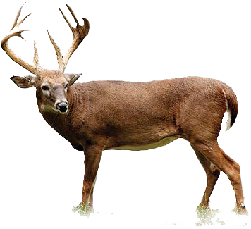 Deer Download Png Png Image - Buck Deer, Transparent background PNG HD thumbnail