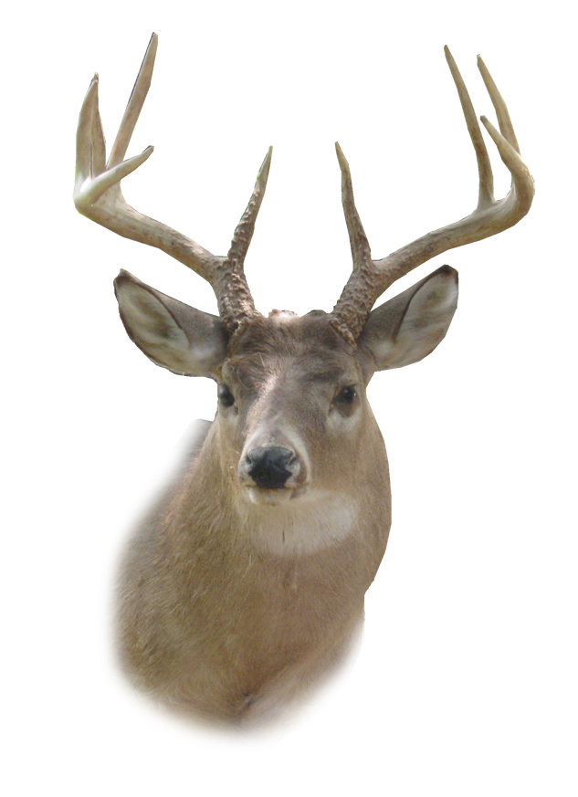 Deer Head Png Hd - Buck Deer, Transparent background PNG HD thumbnail