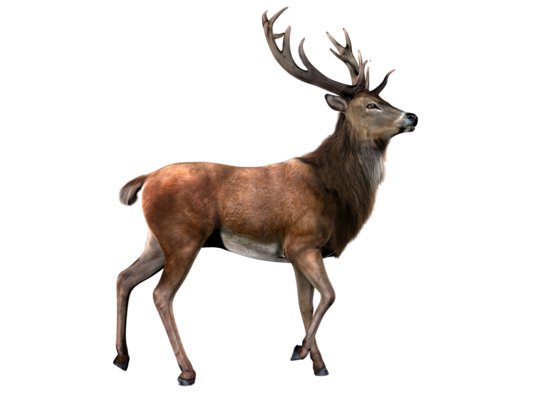 Deer Png Image - Buck Deer, Transparent background PNG HD thumbnail