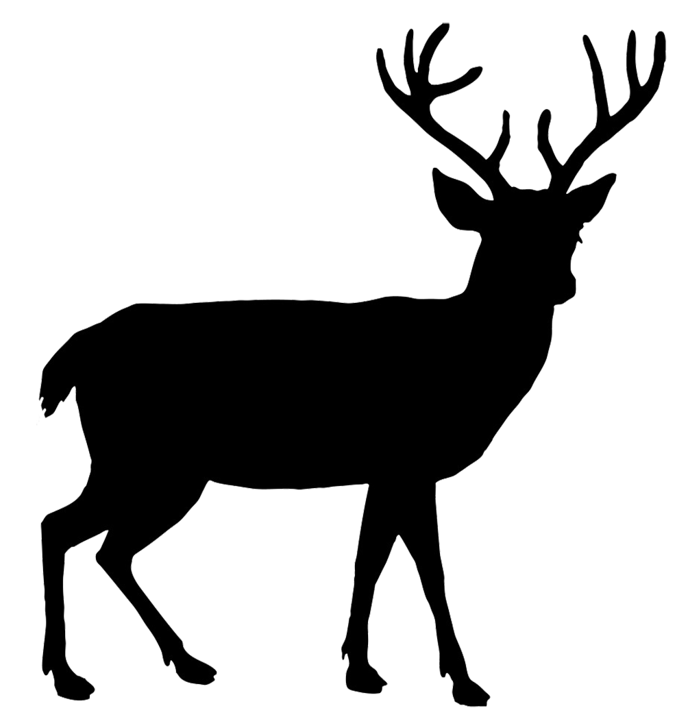 Deer Png Png Image - Buck Deer, Transparent background PNG HD thumbnail