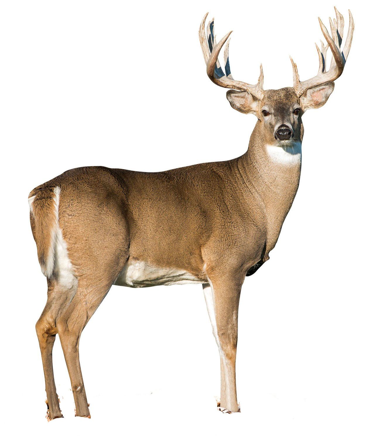 Find This Pin And More On Deer Me By Mspeanutsmith. - Buck Deer, Transparent background PNG HD thumbnail
