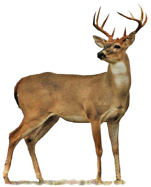 Buck Deer Png - Full Body Deer Drawings Buck Png Image, Transparent background PNG HD thumbnail