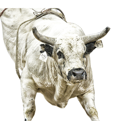 Bull Riding - Bucking Bull, Transparent background PNG HD thumbnail