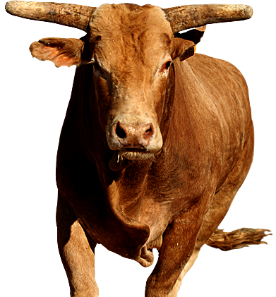 Bucking Bull Animal free blac