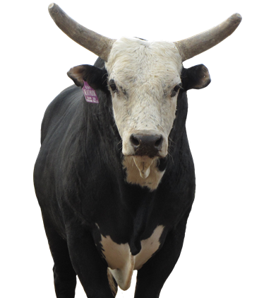 Meat Hook - Bucking Bull, Transparent background PNG HD thumbnail