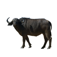Buffalo Picture Png Image - Buffalo, Transparent background PNG HD thumbnail