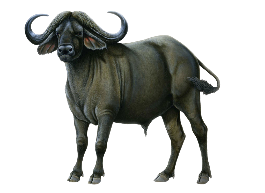 Buffalo Png Picture Png Image - Buffalo, Transparent background PNG HD thumbnail