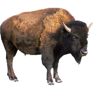 Wishingonastarr_Cu4Cu_Native American Buffalo.png - Buffalo, Transparent background PNG HD thumbnail