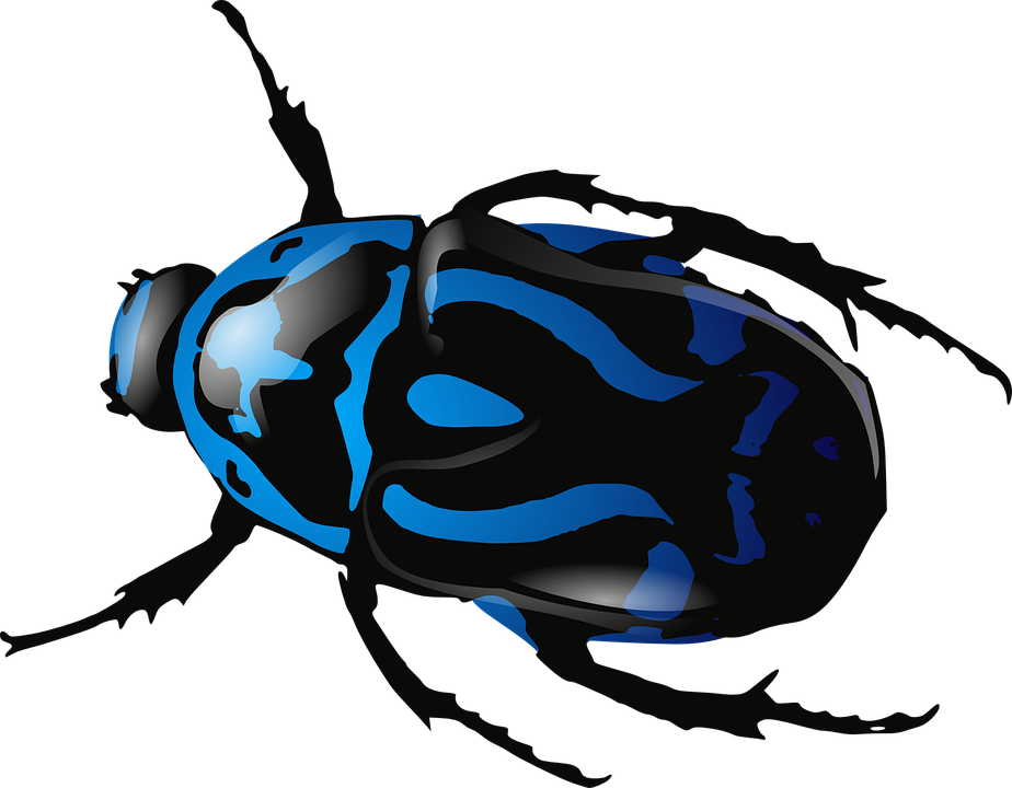 Beetle, Insect, Bug, Blue, Black, Legs, Body, Animals - Bug, Transparent background PNG HD thumbnail