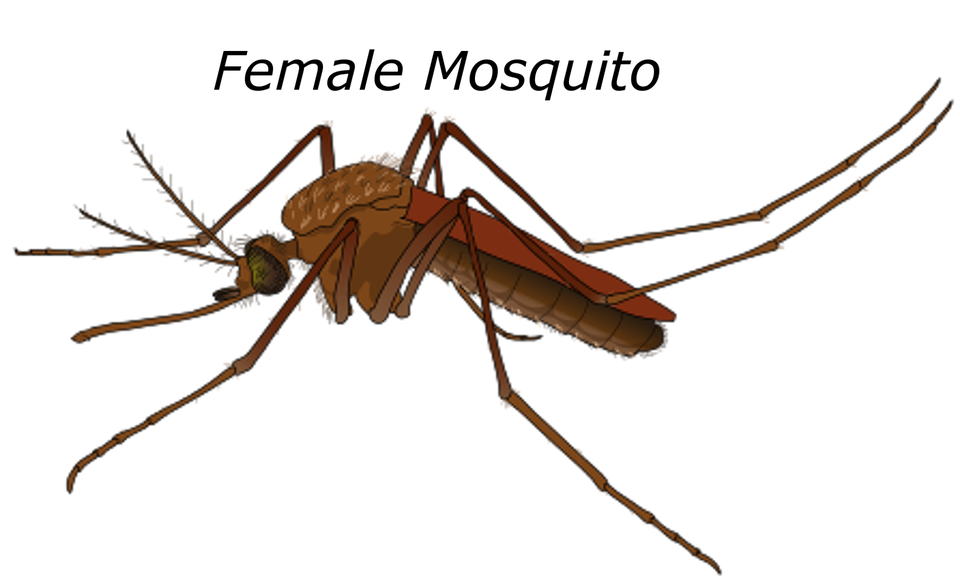 Female Mosquito Malaria Bug Pest Wildlife Fly - Bug, Transparent background PNG HD thumbnail