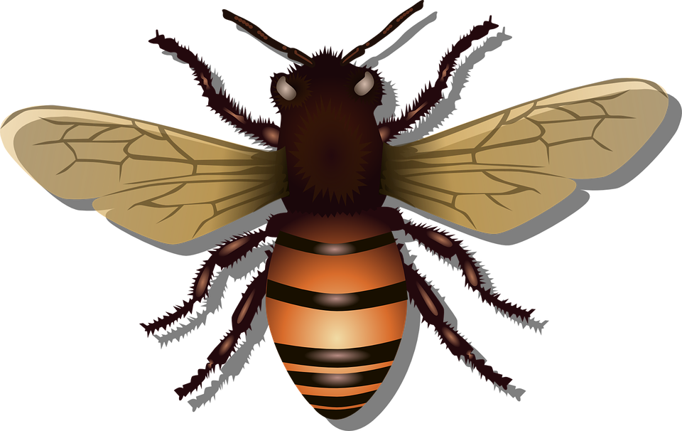 Honeybee, Bee, Insect, Fly, Honey, Nature, Beehive, Bug - Bug, Transparent background PNG HD thumbnail