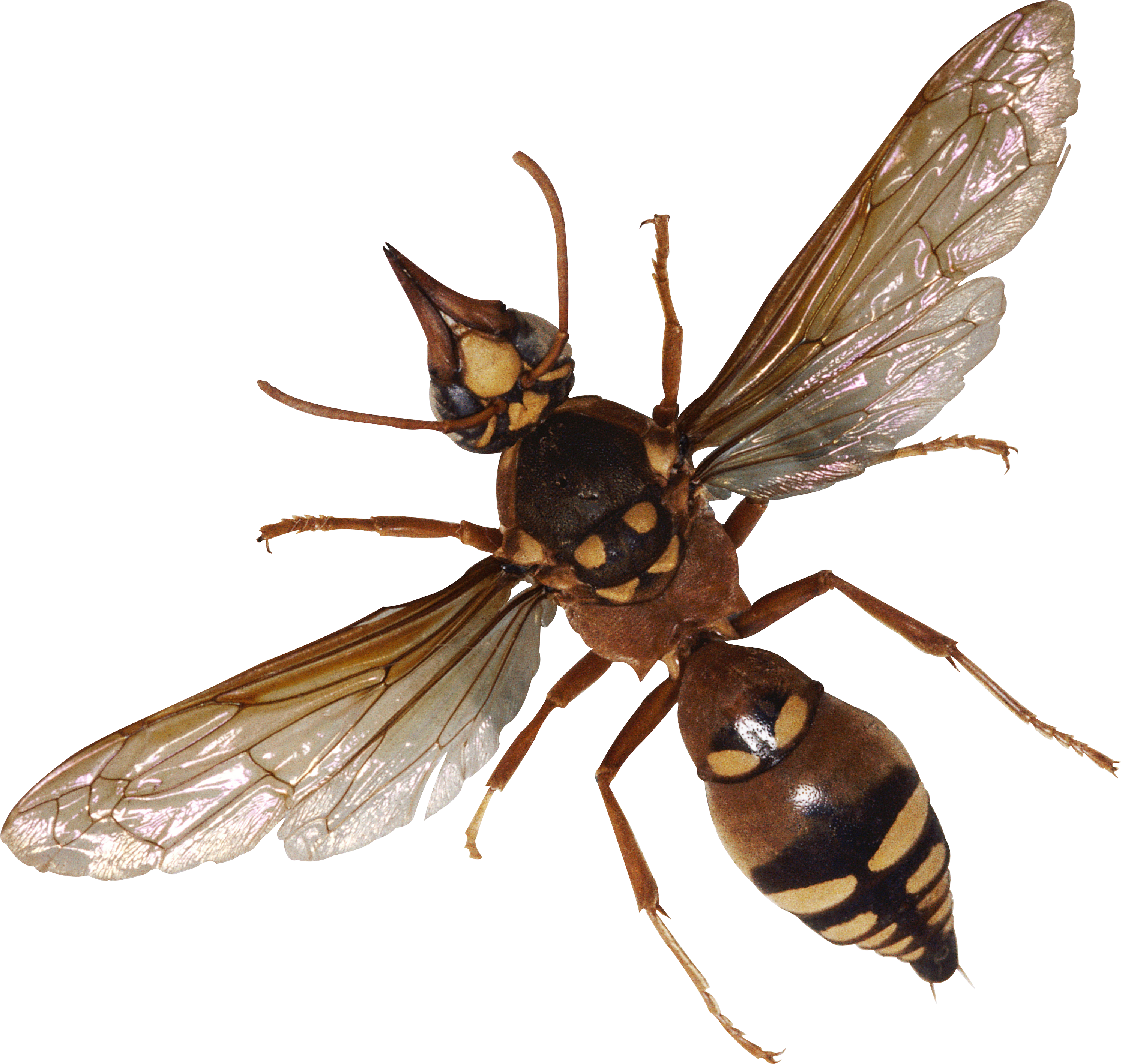 Bug Png Image - Bugs, Transparent background PNG HD thumbnail