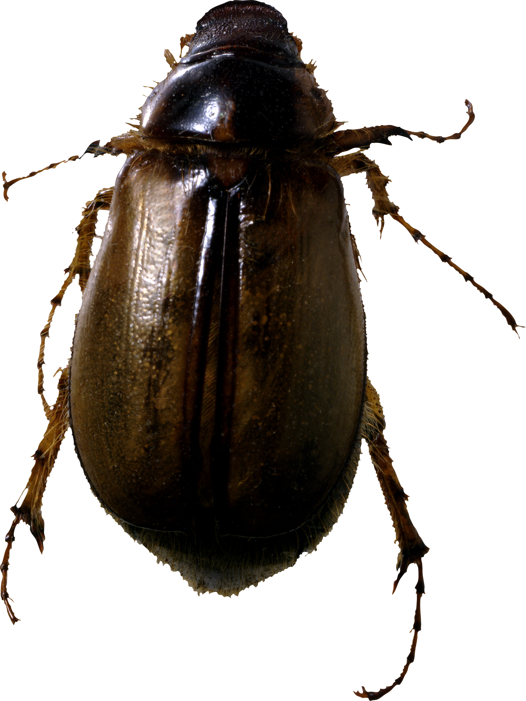 Roach Bug Png Image - Bug, Transparent background PNG HD thumbnail