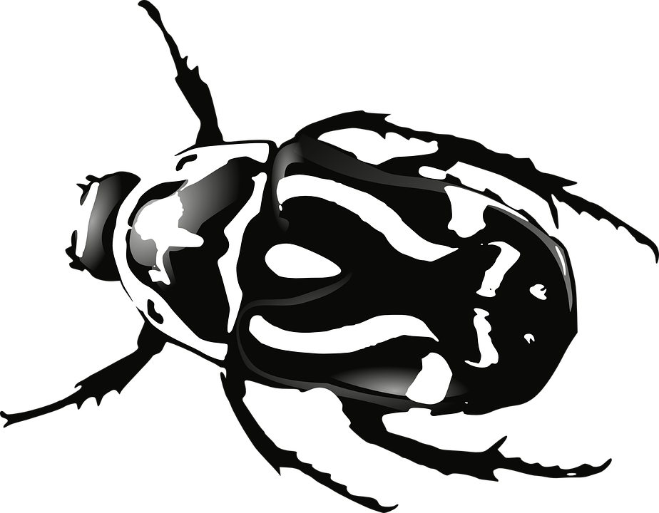 Beetle Bug Black White Insect Animal Nature - Bugs Black And White, Transparent background PNG HD thumbnail