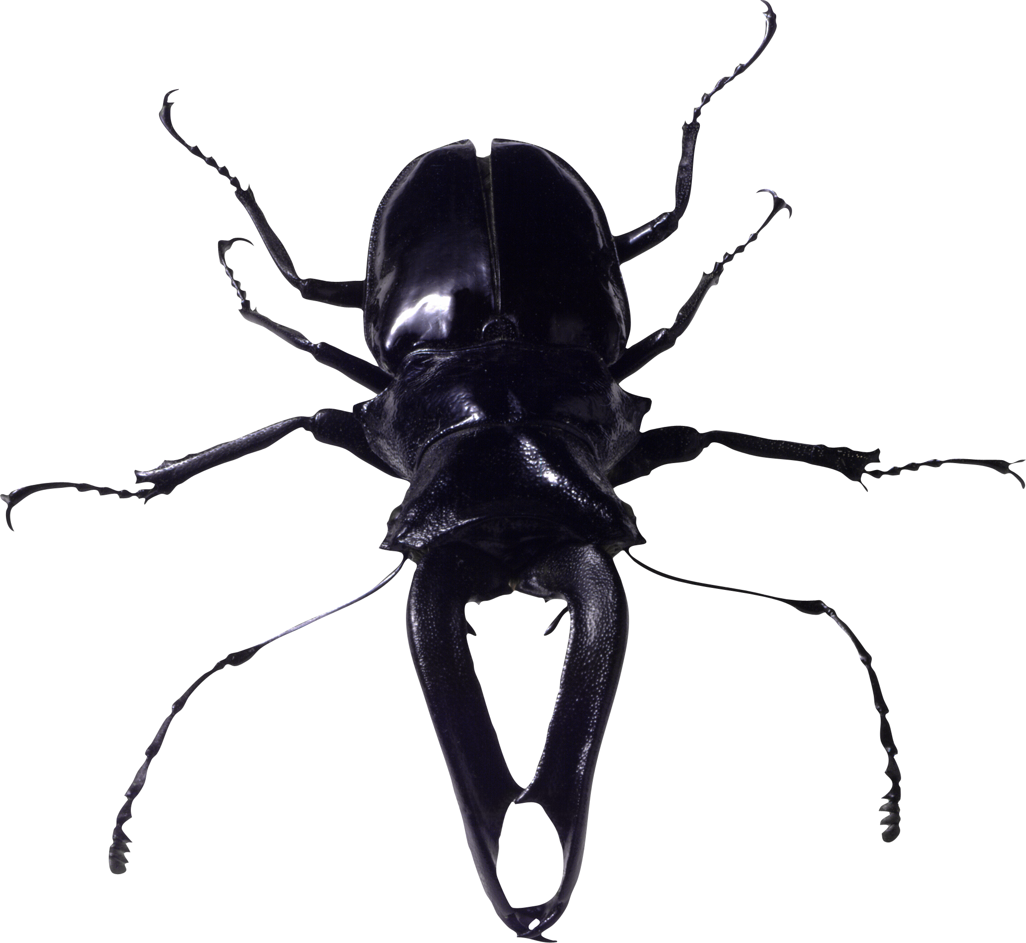 Bug Png Image - Bugs Black And White, Transparent background PNG HD thumbnail