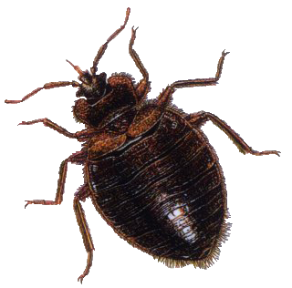 Bug PNG image, Bugs PNG - Free PNG