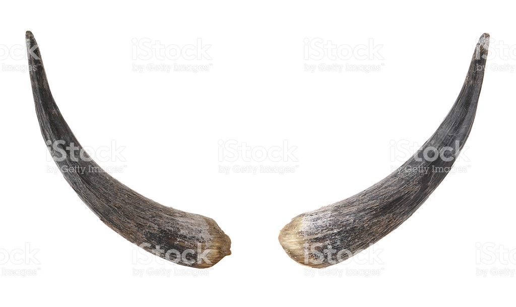 Bull Horns Royalty Free Stock Photo - Bull By The Horns, Transparent background PNG HD thumbnail