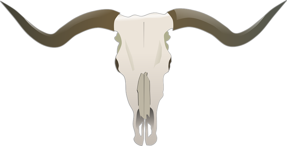 Longhorn Beef Bones Bull Skull Buffalo Horns - Bull By The Horns, Transparent background PNG HD thumbnail