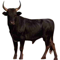 Bull Free Png Image Png Image - Bull, Transparent background PNG HD thumbnail