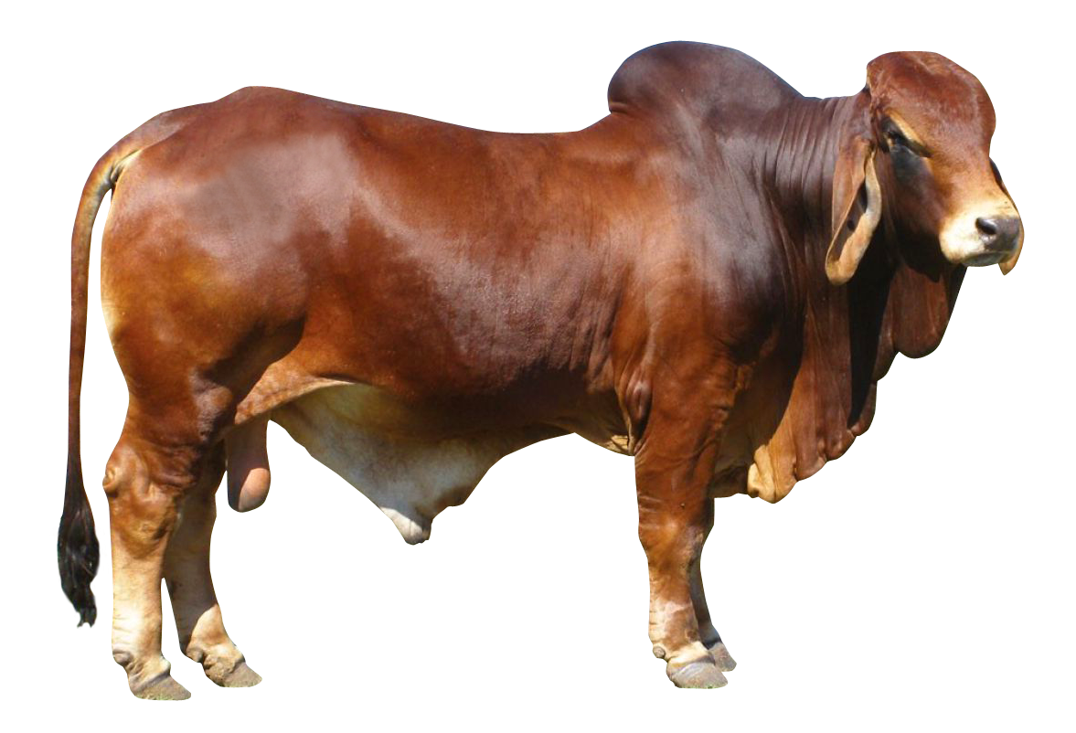 Bull Png Free Download - Bull, Transparent background PNG HD thumbnail