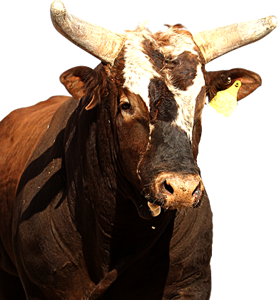 American Bucking Bull Of Pbr.love Him, He Has Such Attitude And Finally Jb Mauney Was Able To Ride Him! The Only Bull Rider To Do So! - Bull Riding, Transparent background PNG HD thumbnail
