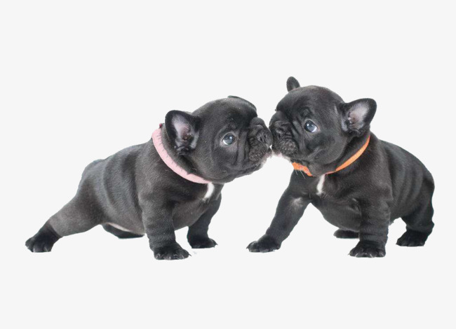 2 Bulldogs, Dog, Small Animals, Bulldog Png Image And Clipart - Bulldog, Transparent background PNG HD thumbnail