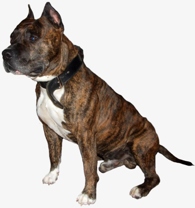 Aggressive Bulldog, Aggressive, Brown, Animal Png Image And Clipart - Bulldog, Transparent background PNG HD thumbnail