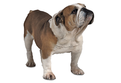 Bulldog Picture PNG Image