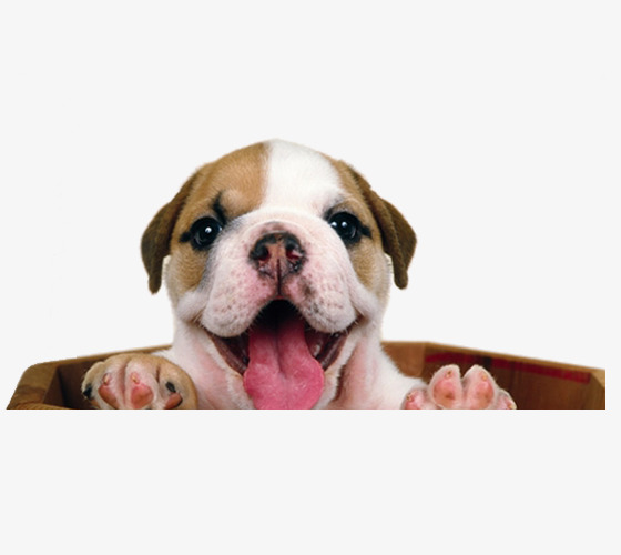 Lying In The Bowl Of Dog, Tubs, Dogs, French Bulldog Png Image And - Bulldog, Transparent background PNG HD thumbnail