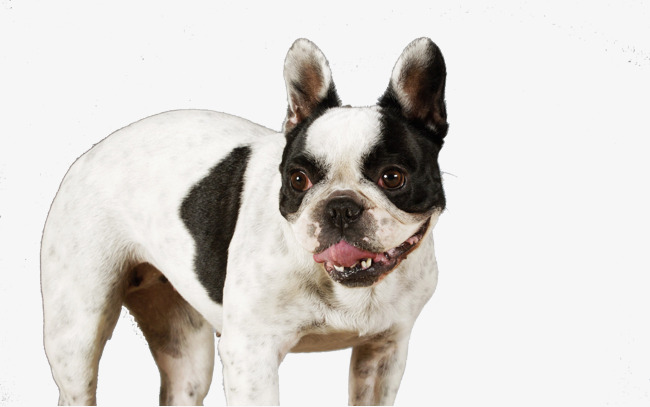 Psychic Bulldog, Puppy, Pet, Meng Chong Png Image And Clipart - Bulldog, Transparent background PNG HD thumbnail