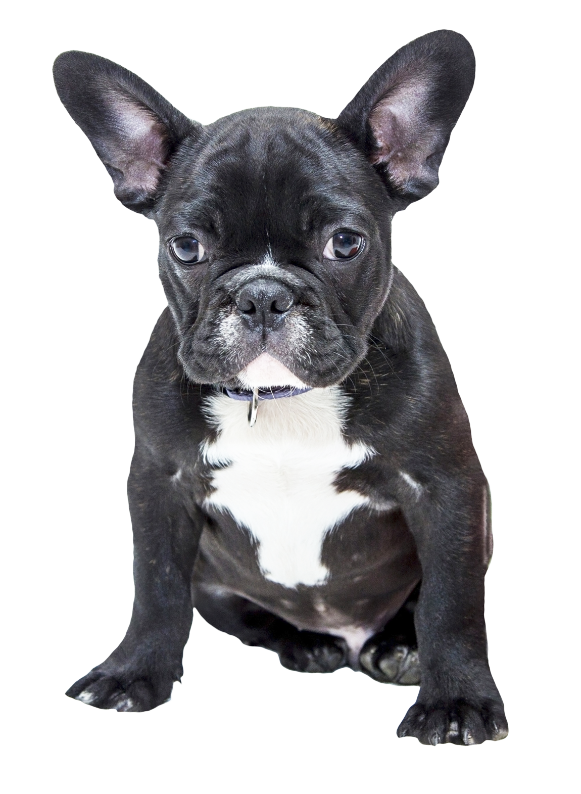 This High Quality Free Png Image Without Any Background Is About Dog, Pet, Bulldog - Bulldog, Transparent background PNG HD thumbnail