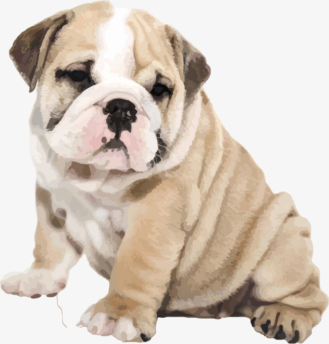 Vector Cute Pug Puppy Bulldog, Pug, Lovely, Vector Cute Png And Vector - Bulldog, Transparent background PNG HD thumbnail