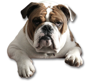 Bulldog - Bulldog, Transparent background PNG HD thumbnail