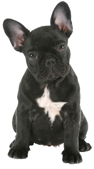 French Bulldog Png - Bulldog, Transparent background PNG HD thumbnail