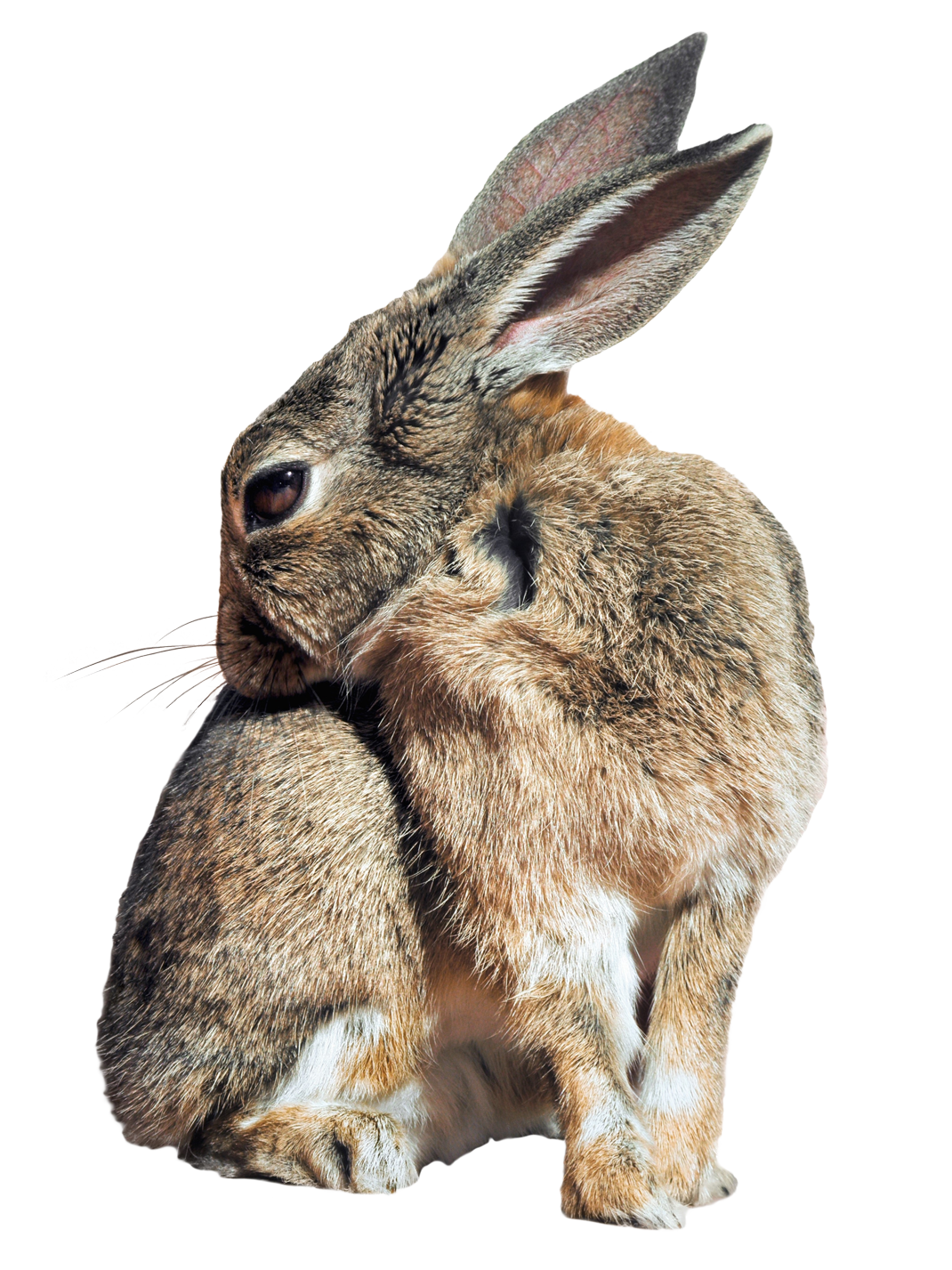 Bunny Rabbit Png Transparent Image - Bunny, Transparent background PNG HD thumbnail