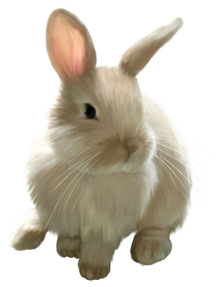 Cute Painted Bunny Png Picture Clipart | !lapins | Pinterest | Bunny And Animal - Bunny, Transparent background PNG HD thumbnail