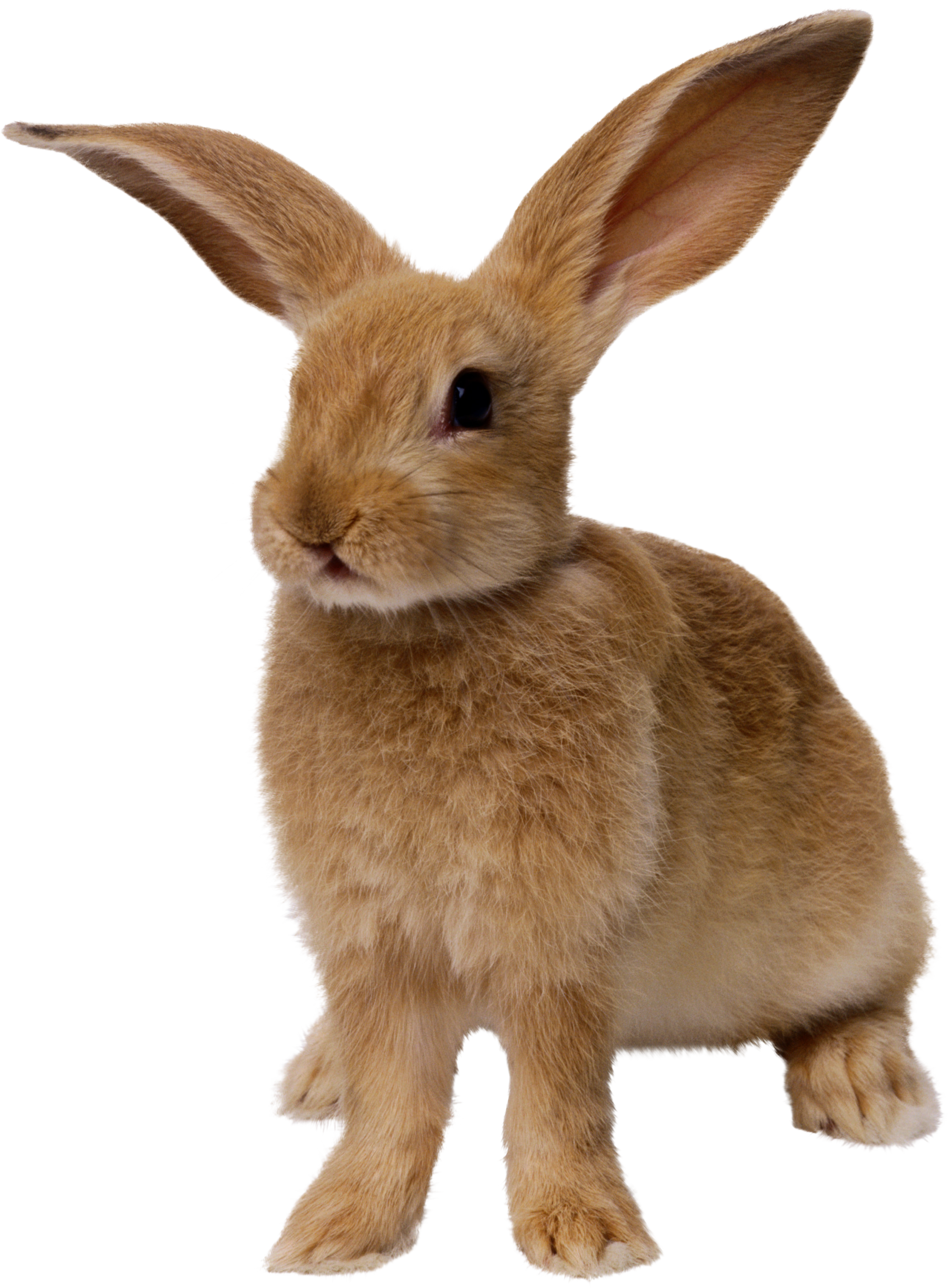 Png 2235X3036 Bunny Without Background - Bunny, Transparent background PNG HD thumbnail