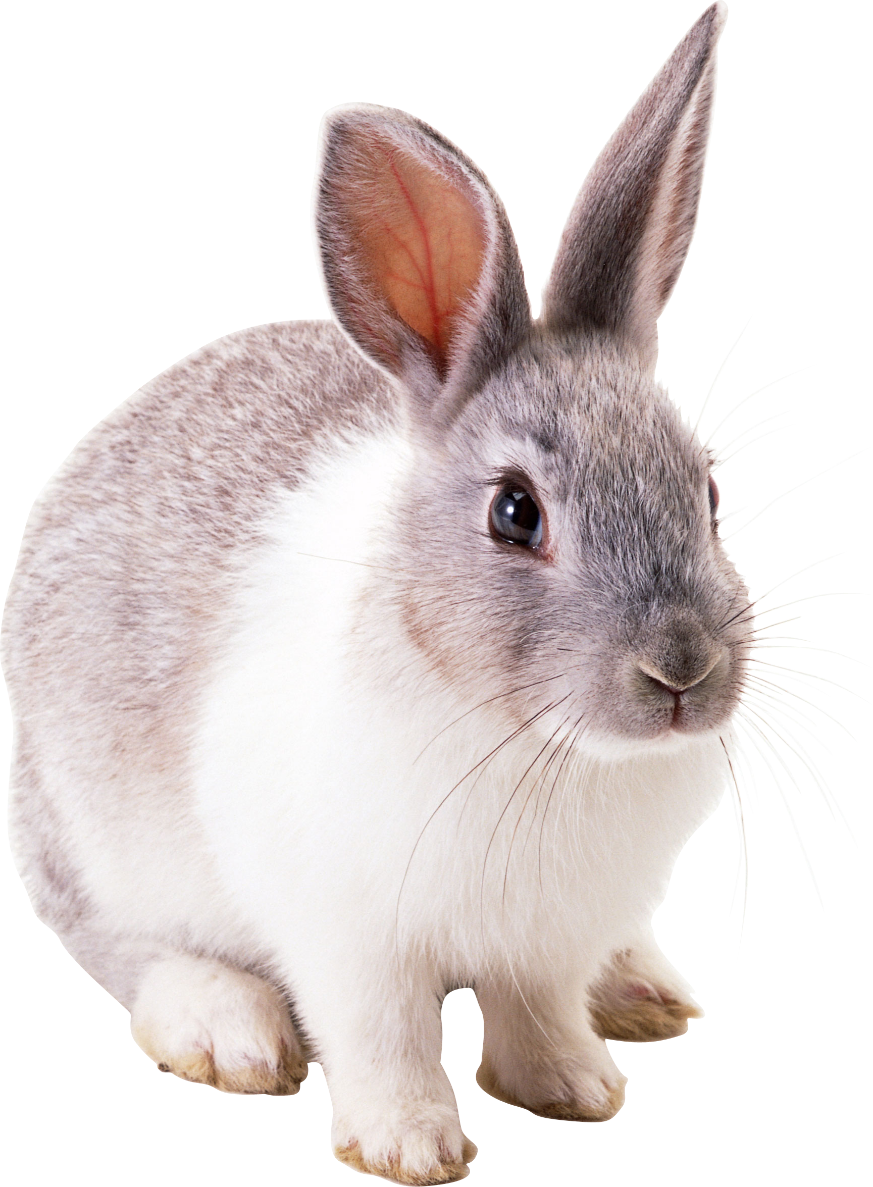 Rabbit Png - Bunny, Transparent background PNG HD thumbnail