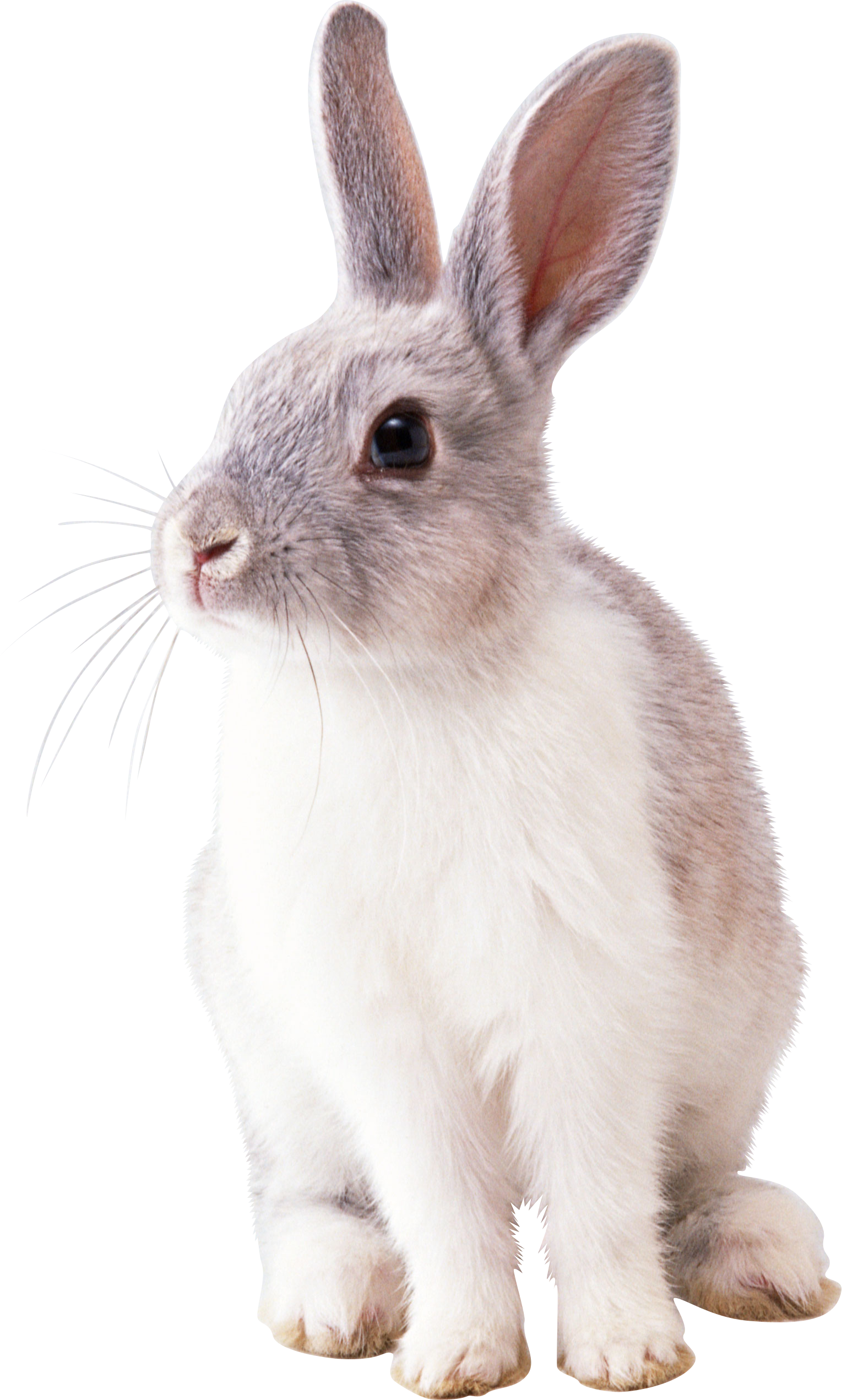 Rabbit Png Image - Bunny, Transparent background PNG HD thumbnail