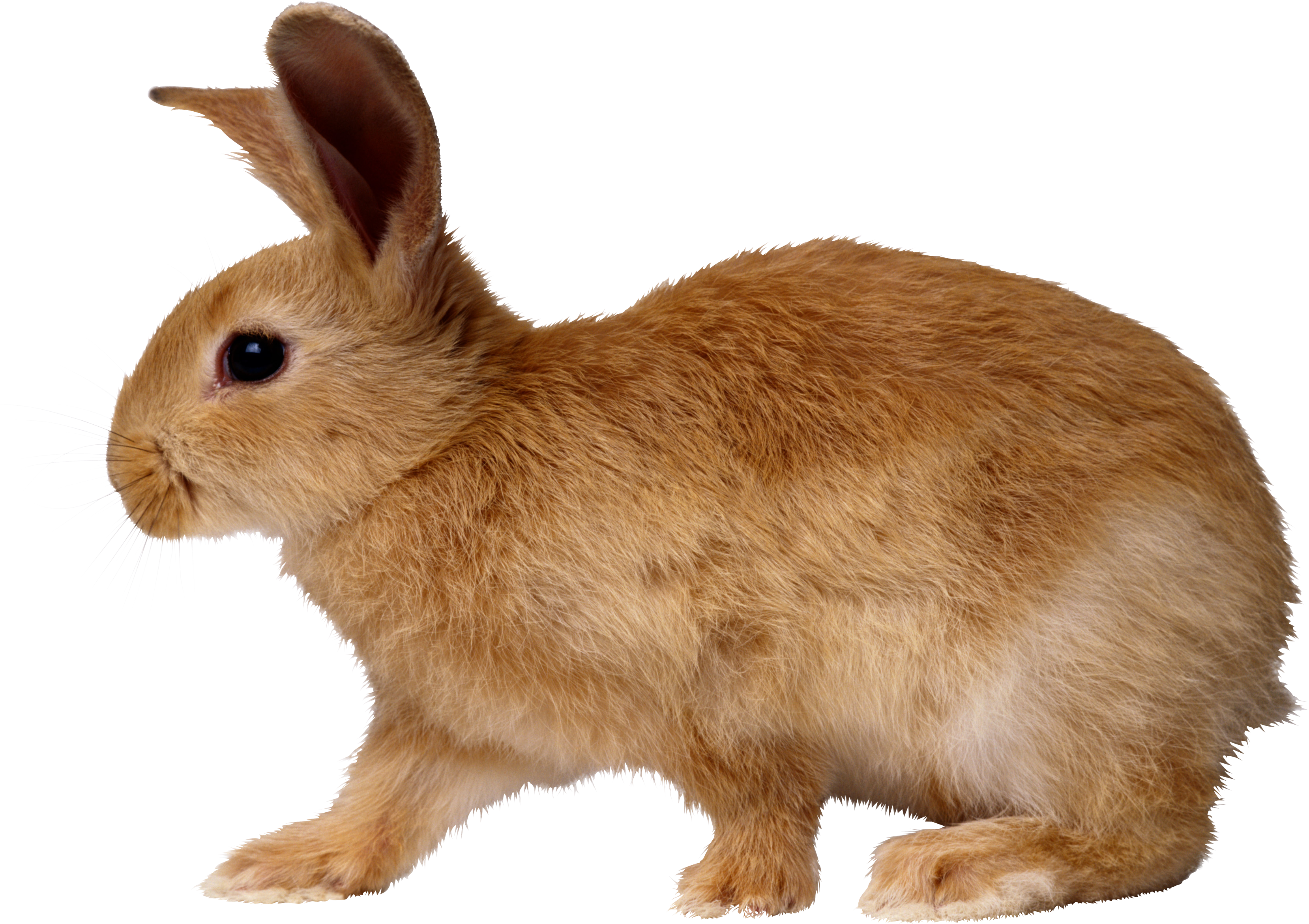 Rabbit Png Image - Bunny, Transparent background PNG HD thumbnail