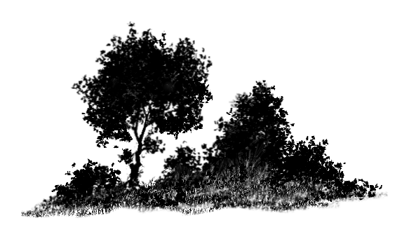 Attached Images - Bush Black And White, Transparent background PNG HD thumbnail