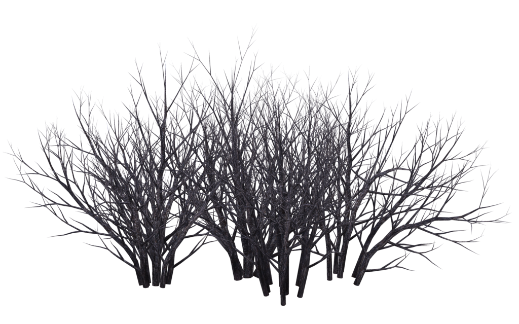 Winter Bush 07 By Wolverine041269 Hdpng.com  - Bush Black And White, Transparent background PNG HD thumbnail