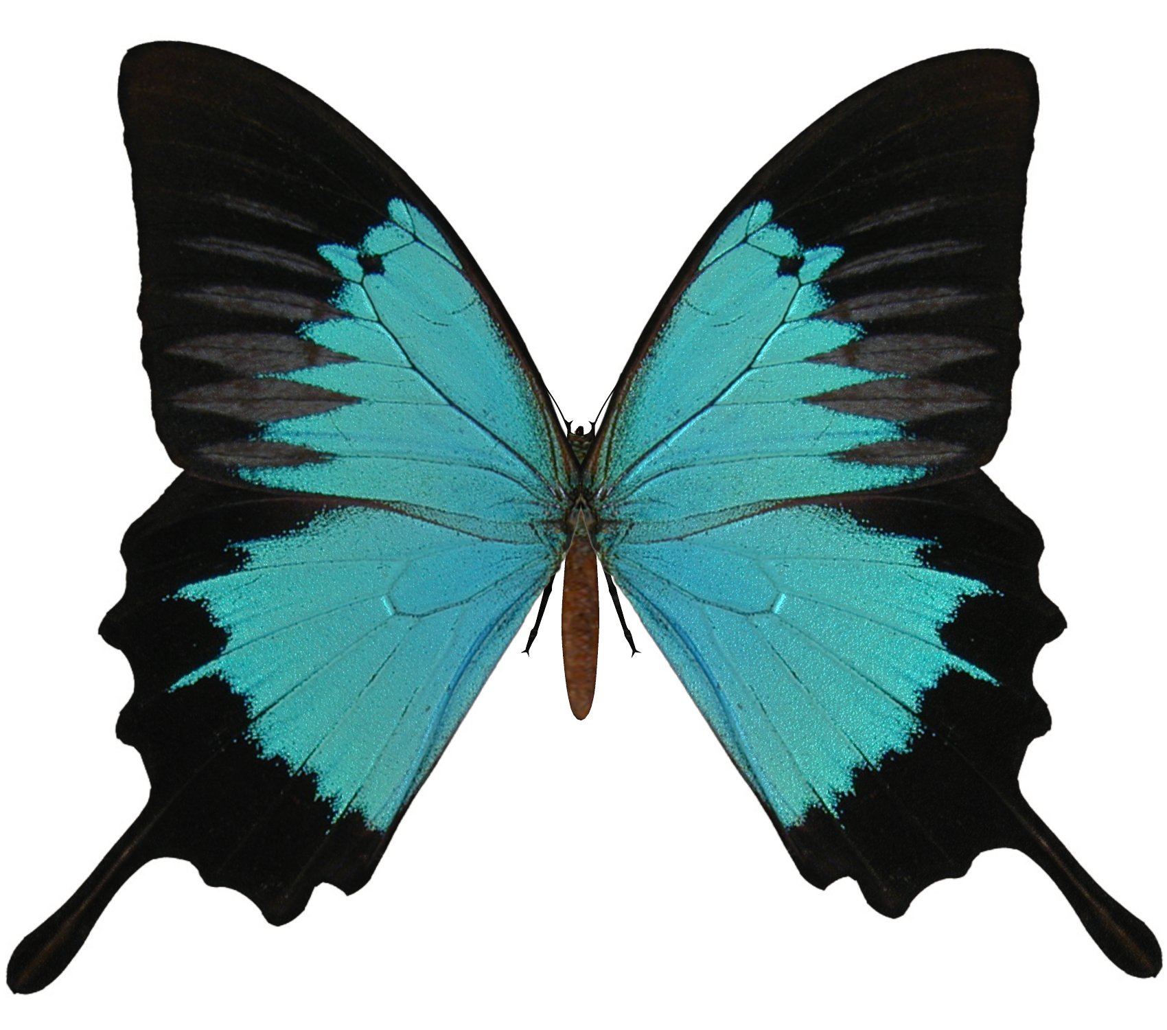 Black And Cyan Butterfly Png - Butterflies Download, Transparent background PNG HD thumbnail