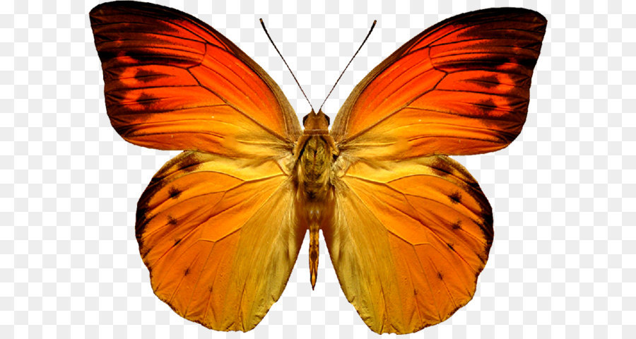 Flying Butterflies PNG Clipar